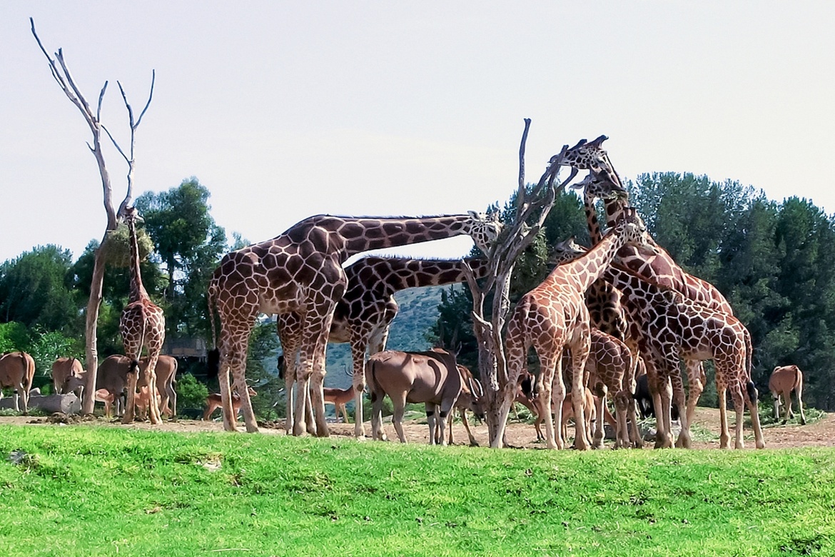 Ordos Wildlife Park